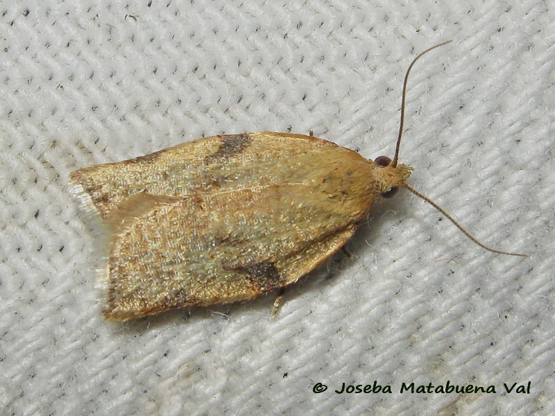 Clepsis siciliana - Tortricidae